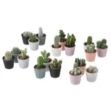 CACTACEAE Растение с горшком, Кактус/разные, 6 см 3 шт. — фото 6