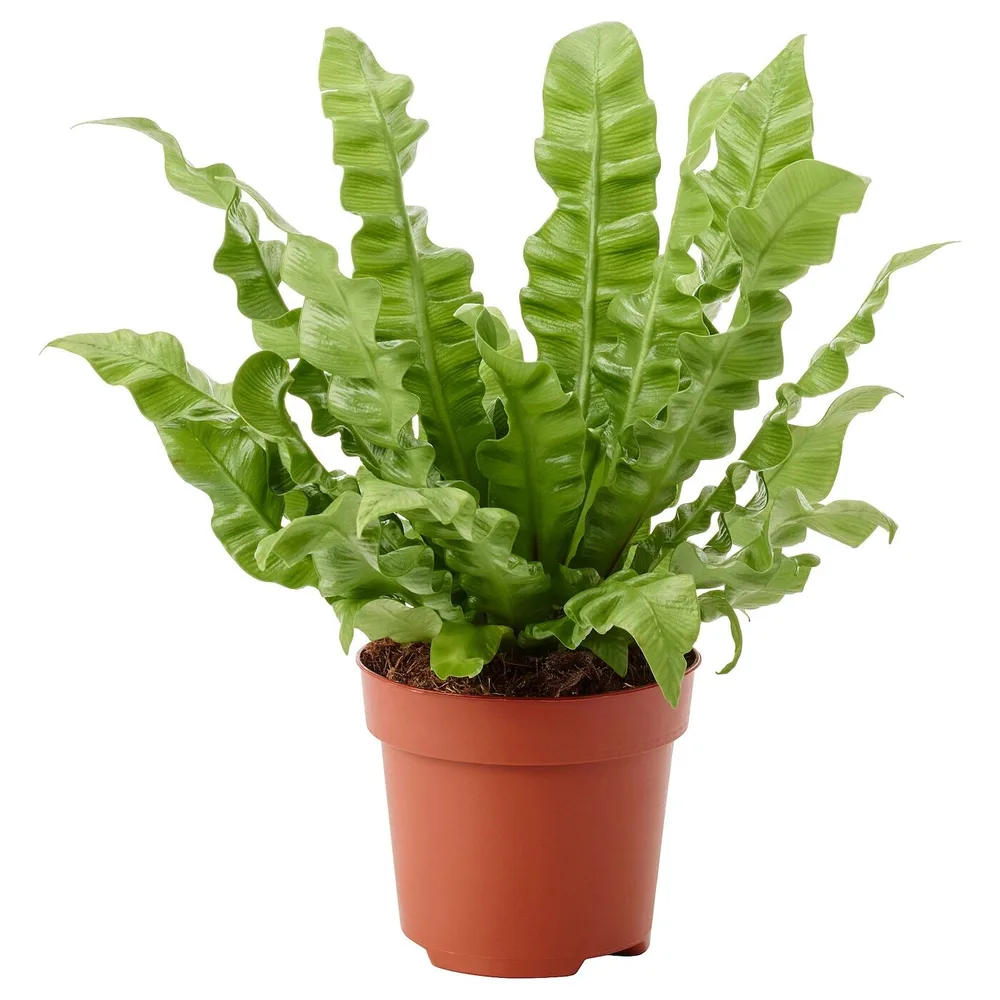 ASPLENIUM 'CRISPY WAVE' Горшечное растение, 12 см