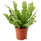 ASPLENIUM 'CRISPY WAVE' Горшечное растение, 12 см — фото 1