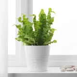 ASPLENIUM 'CRISPY WAVE' Горшечное растение, 12 см — фото 2