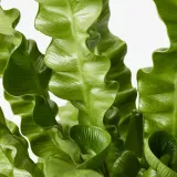 ASPLENIUM 'CRISPY WAVE' Горшечное растение, 12 см — фото 3