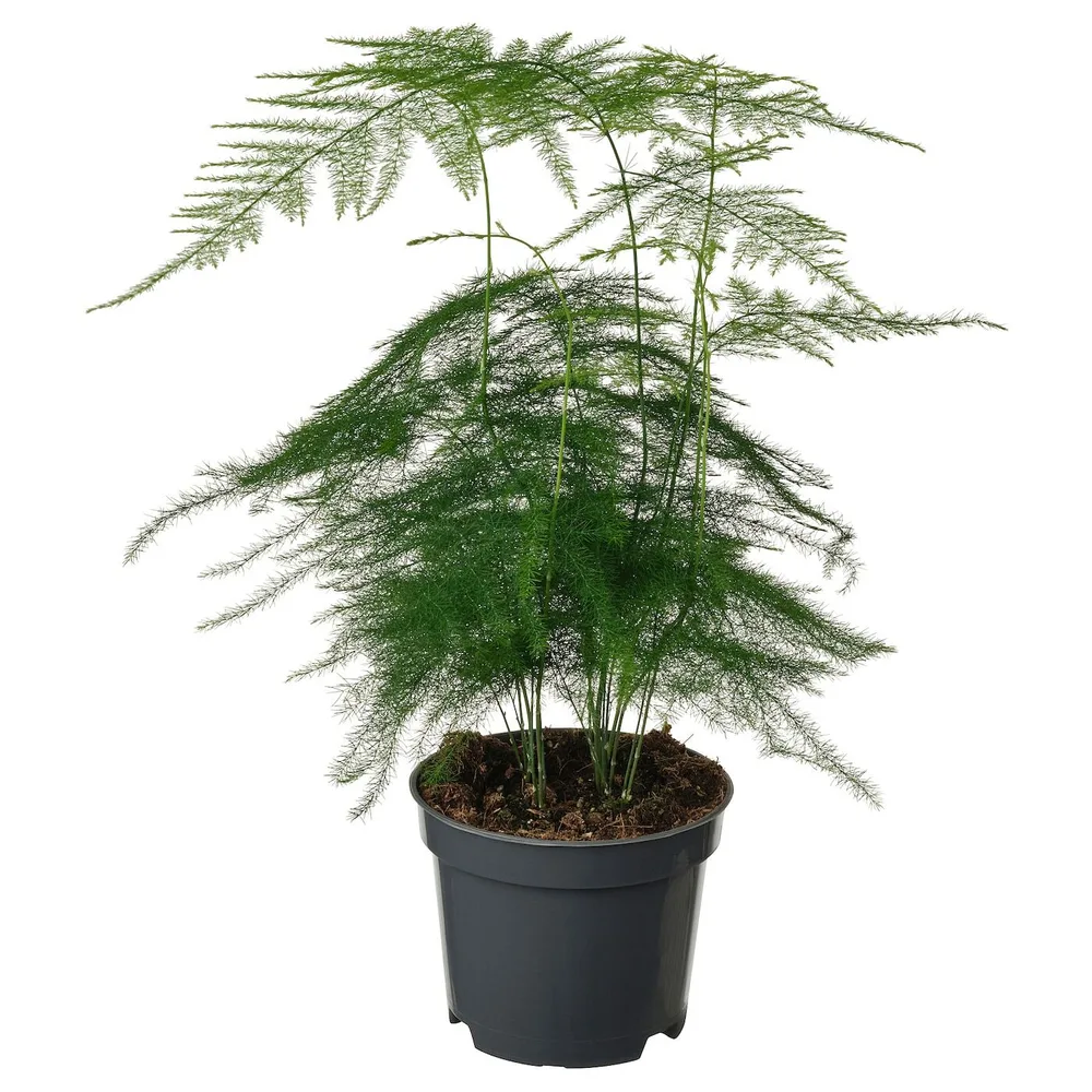 ASPARAGUS SETACEUS Горшечное растение, спаржа, 9 см