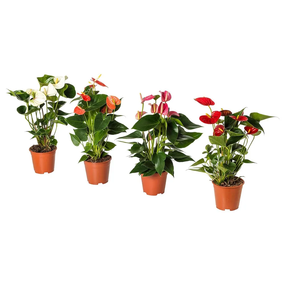 ANTHURIUM Горшечное растение, Антуриум, 12 см