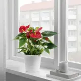 ANTHURIUM Горшечное растение, Антуриум, 12 см — фото 2
