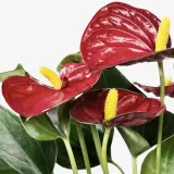 ANTHURIUM Горшечное растение, Антуриум, 12 см — фото 3