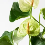 ANTHURIUM Горшечное растение, Антуриум, 12 см — фото 4