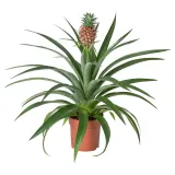 ANANAS Горшечное растение, Ананас, 12 см — фото 1