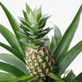 ANANAS Горшечное растение, Ананас, 12 см — фото 3
