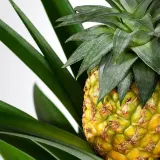 ANANAS Горшечное растение, Ананас, 12 см — фото 4
