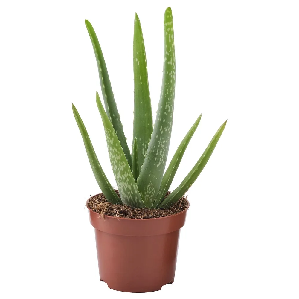 ALOE VERA Горшечное растение, алоэ вера, 12 см
