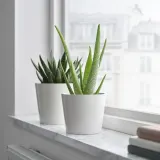 ALOE VERA Горшечное растение, алоэ вера, 12 см — фото 2