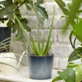 ALOE VERA Горшечное растение, алоэ вера, 12 см — фото 3