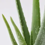 ALOE VERA Горшечное растение, алоэ вера, 12 см — фото 4