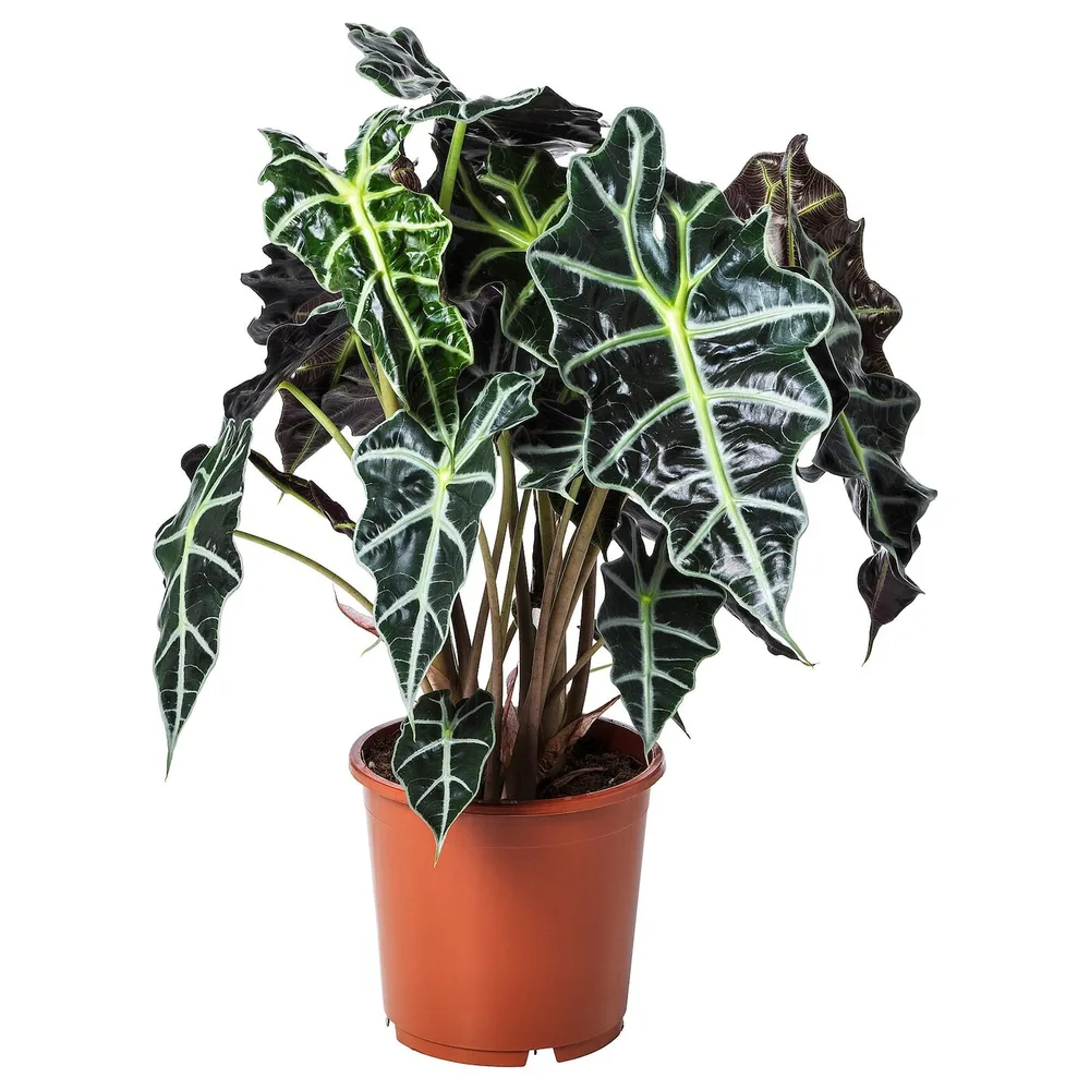 ALOCASIA AMAZONICA Горшечное растение, слоновое ухо, 17 см
