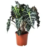 ALOCASIA AMAZONICA Горшечное растение, слоновое ухо, 17 см — фото 1