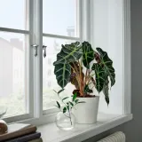 ALOCASIA AMAZONICA Горшечное растение, слоновое ухо, 17 см — фото 2