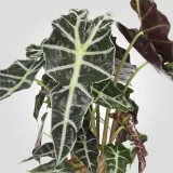 ALOCASIA AMAZONICA Горшечное растение, слоновое ухо, 17 см — фото 3