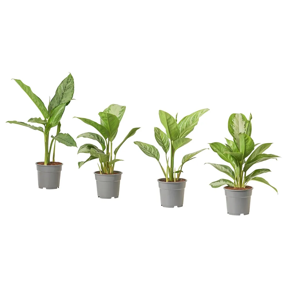 AGLAONEMA Горшечное растение, 17 см