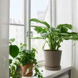 AGLAONEMA Горшечное растение, 17 см — фото 2