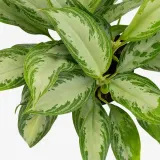 AGLAONEMA Горшечное растение, 17 см — фото 3