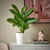 AGLAONEMA Горшечное растение, 17 см — фото 4