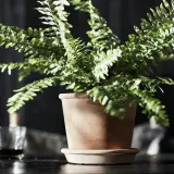 IKEA MUSKOTBLOMMA (ИКЕА МУСКОТБЛОММА) — Цветочный горшок с блюдцем, терракота для помещений/открытого грунта, 15 см — фото 4