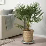 IKEA KLYNNON (ИКЕА КЛЙННОН) — Подставка для посуды, бамбук ручной работы, 24 см — фото 6