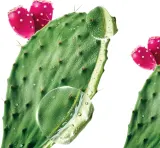 Klorane Prickly Pear - Бальзам увлажняющий, 200 мл — фото 6