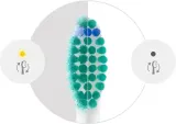 Сменные насадки для зубной щётки Philips Sonicare ProResults HX6016/87 белые, 6 шт — фото 7