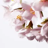 Сыворотка для лица Shiseido White Lucent Illuminating Micro-Spot Serum против пигментации, для сияния кожи, 50 мл — фото 4
