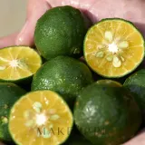 Гель для лица Shiseido Waso Shikulime Gel-to-Oil Cleanser очищающий, с экстрактом шикуваса, 125 мл — фото 5