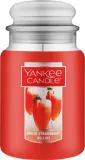 Свеча ароматическая Yankee Candle White Strawberry Bellini с манго, ананасом и клубникой, 623 г — фото 1