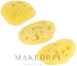 Набор натуральных морских губок Hydrea London Fina Silk Mediterranean 6.35 см 3 шт — фото 1