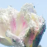 Гель для душа Byredo Tulipmania, 450 мл — фото 3
