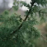 Лосьон для тела Perfumer H Rain Wood, 500 мл — фото 6