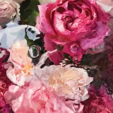 Крем для рук GUERLAIN Aqua Allegoria Rosa Rossa, 50 мл — фото 3