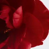 Chanel Бальзам для губ и щёк 6.5 г, оттенок 1 RED CAMELLIA — фото 3
