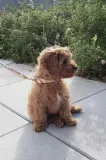 Ошейник для собаки OYOY Perry Dog Collar M — фото 2