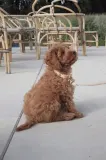 Ошейник для собаки OYOY Perry Dog Collar Extra L — фото 3