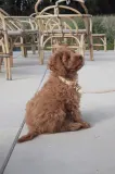 Ошейник для собаки OYOY Perry Dog Collar L — фото 3