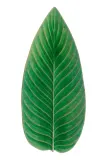 Поднос Costa Nova Riviera Strelizia, 39,8 17,2 3,6 см, зелёный — фото 1