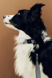 Поводок для собаки HAY S/M — фото 2