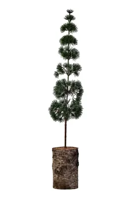 House Doctor Ёлка декоративная Pine на берёзовой подставке, пластик, 80 x 15 см