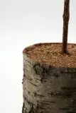 House Doctor Ёлка декоративная Pine на берёзовой подставке, пластик, 80 x 15 см — фото 2
